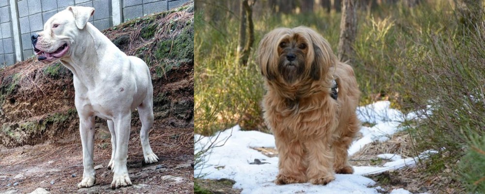 Tibetan Terrier vs Dogo Guatemalteco - Breed Comparison