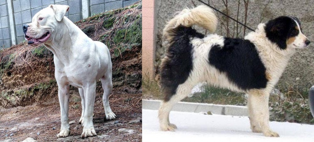Tornjak vs Dogo Guatemalteco - Breed Comparison