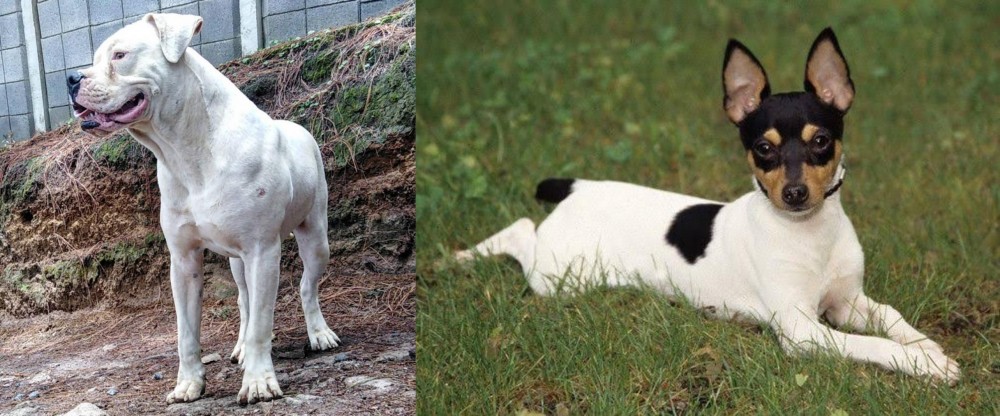 Toy Fox Terrier vs Dogo Guatemalteco - Breed Comparison
