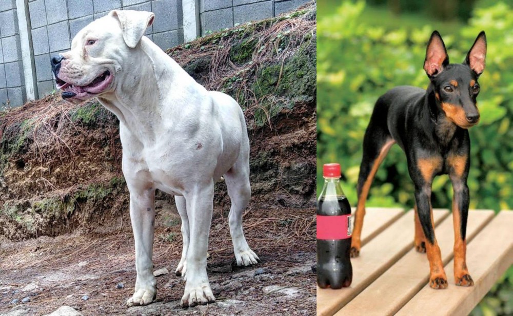 Toy Manchester Terrier vs Dogo Guatemalteco - Breed Comparison