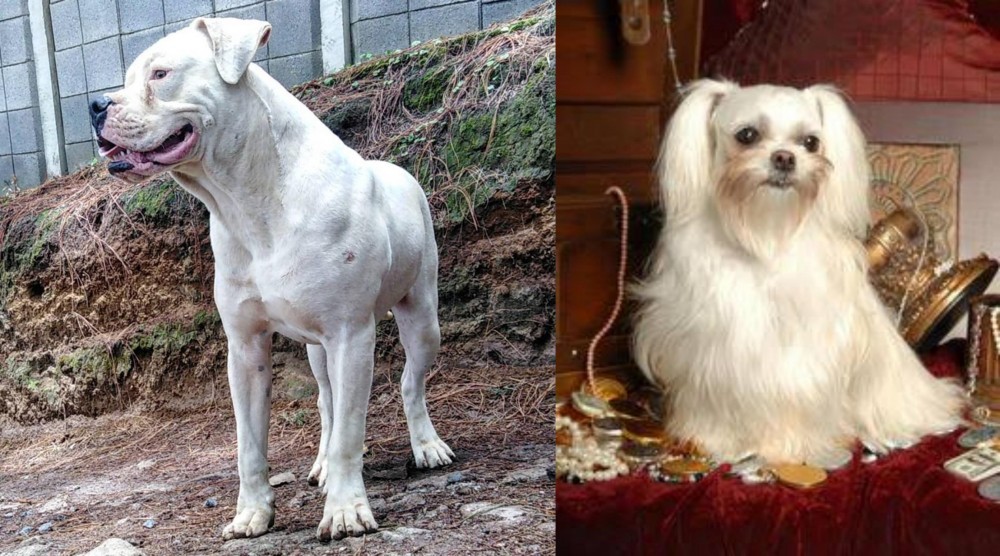 Toy Mi-Ki vs Dogo Guatemalteco - Breed Comparison