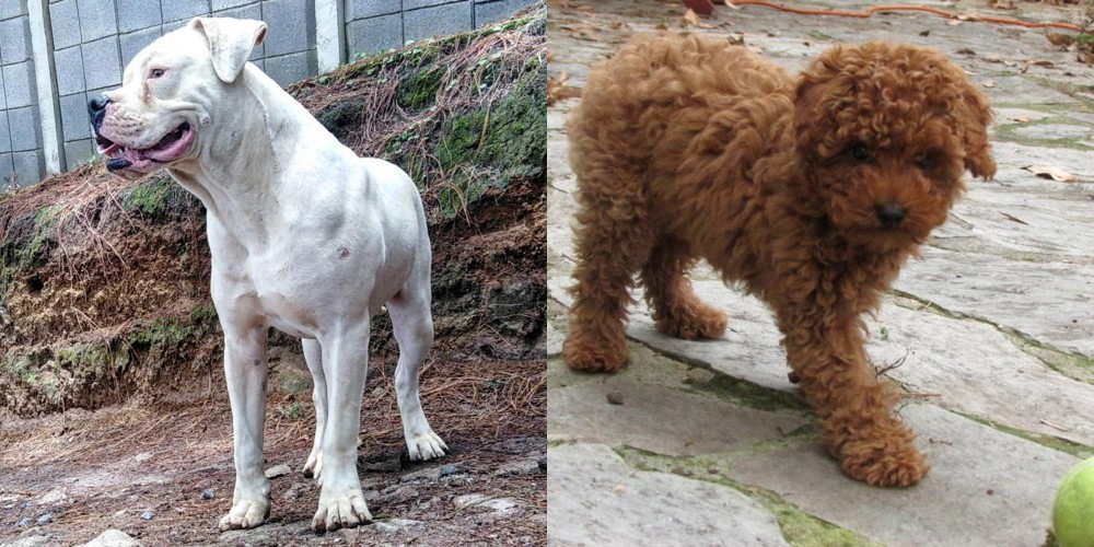 Toy Poodle vs Dogo Guatemalteco - Breed Comparison