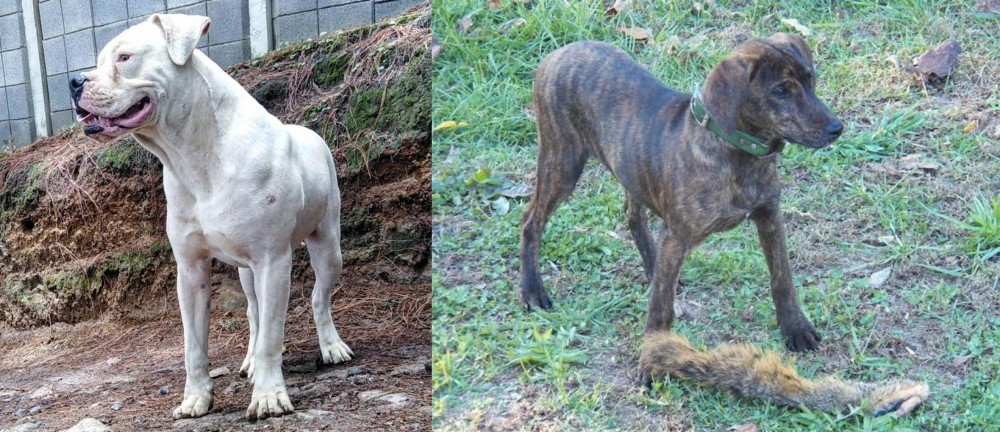 Treeing Cur vs Dogo Guatemalteco - Breed Comparison