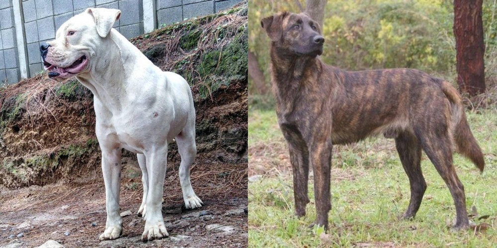Treeing Tennessee Brindle vs Dogo Guatemalteco - Breed Comparison