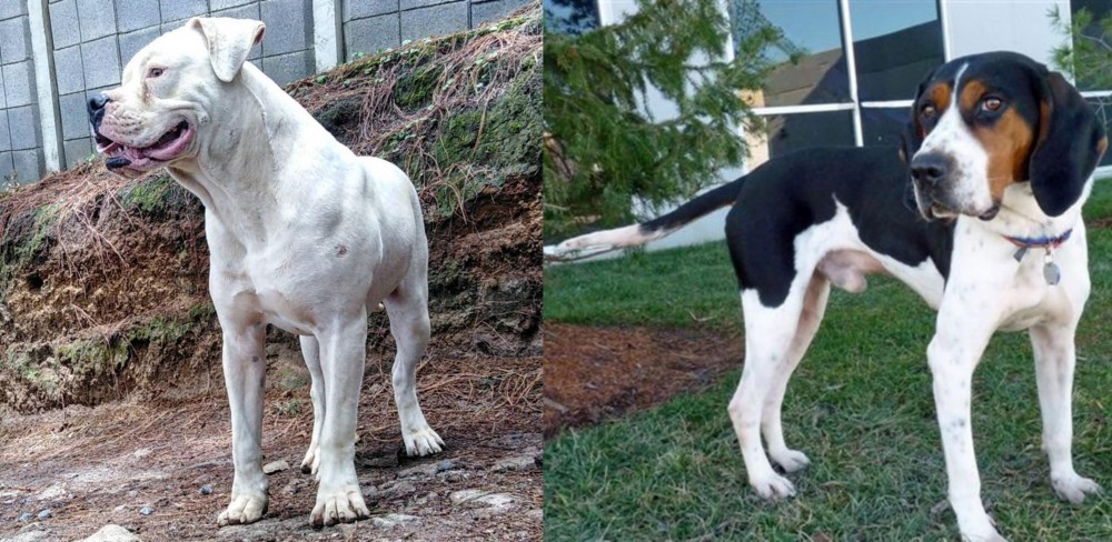 Treeing Walker Coonhound vs Dogo Guatemalteco - Breed Comparison