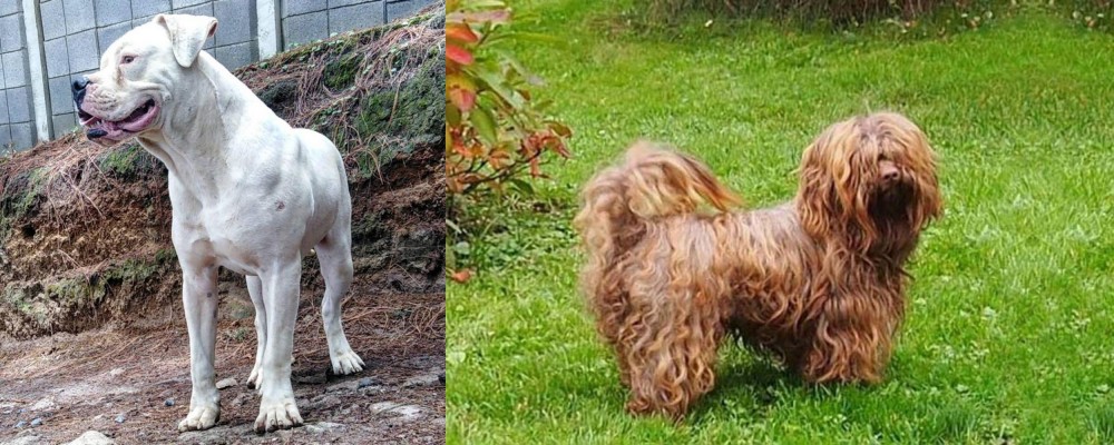 Tsvetnaya Bolonka vs Dogo Guatemalteco - Breed Comparison