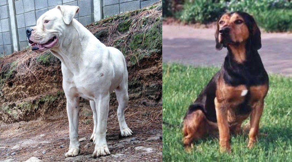 Tyrolean Hound vs Dogo Guatemalteco - Breed Comparison