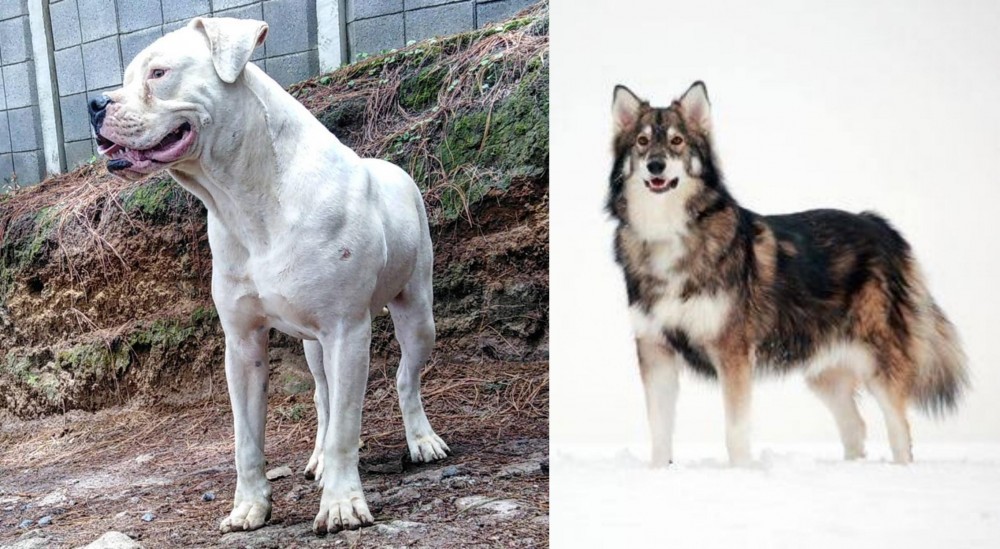 Utonagan vs Dogo Guatemalteco - Breed Comparison