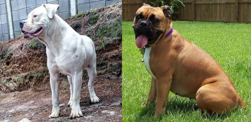 Valley Bulldog vs Dogo Guatemalteco - Breed Comparison