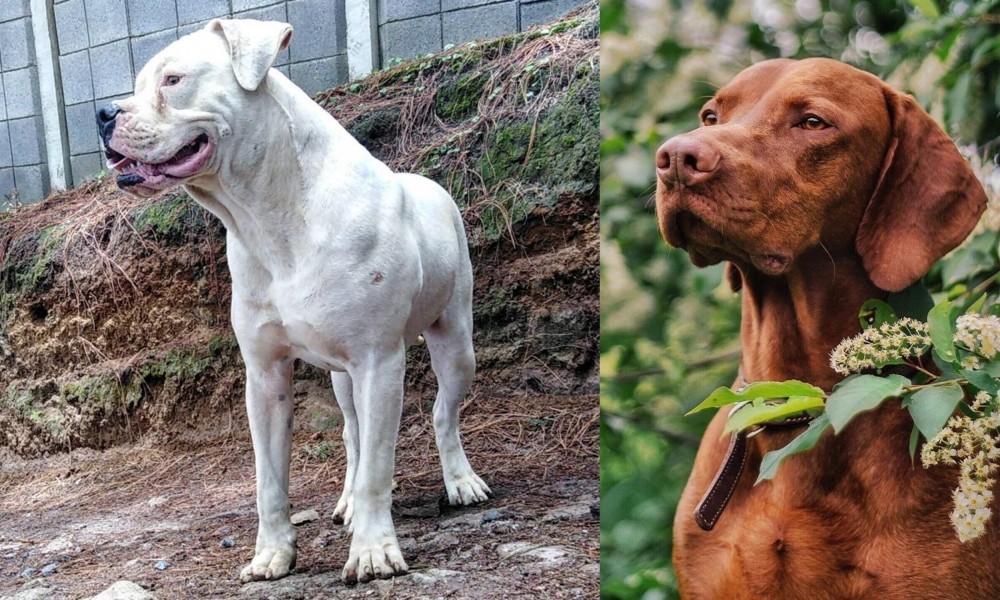 Vizsla vs Dogo Guatemalteco - Breed Comparison