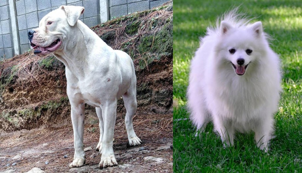 Volpino Italiano vs Dogo Guatemalteco - Breed Comparison