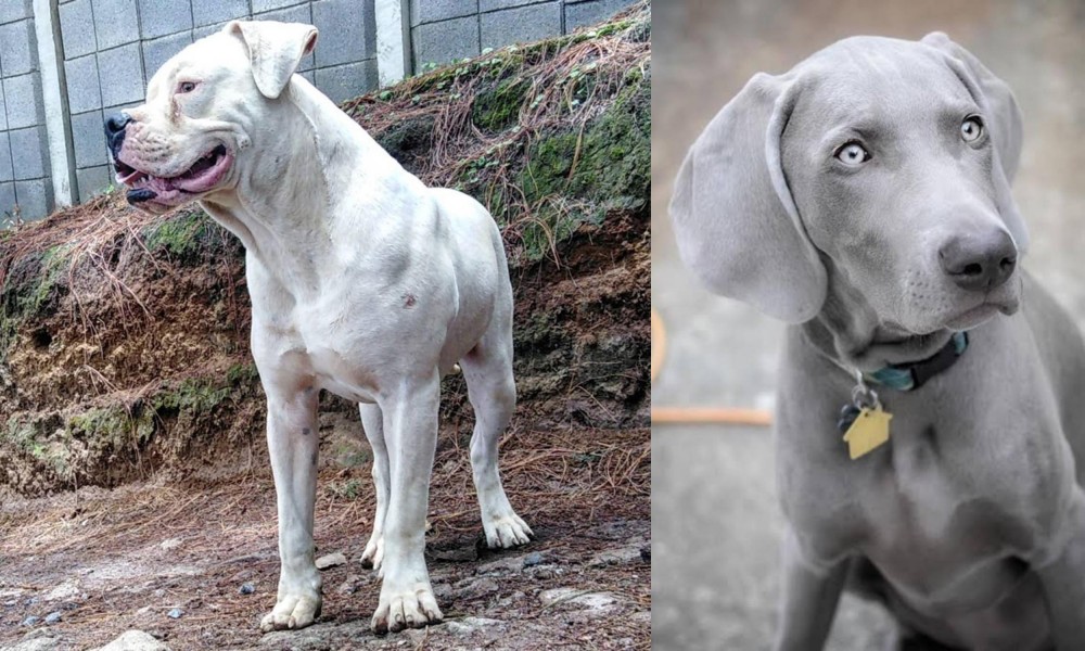 Weimaraner vs Dogo Guatemalteco - Breed Comparison