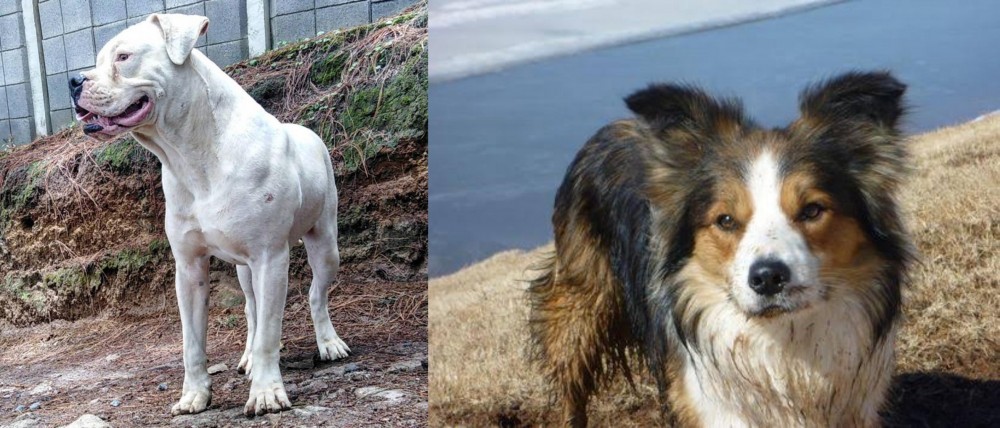 Welsh Sheepdog vs Dogo Guatemalteco - Breed Comparison