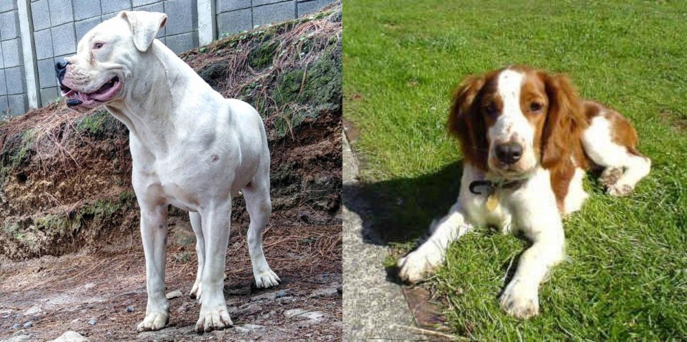 Welsh Springer Spaniel vs Dogo Guatemalteco - Breed Comparison