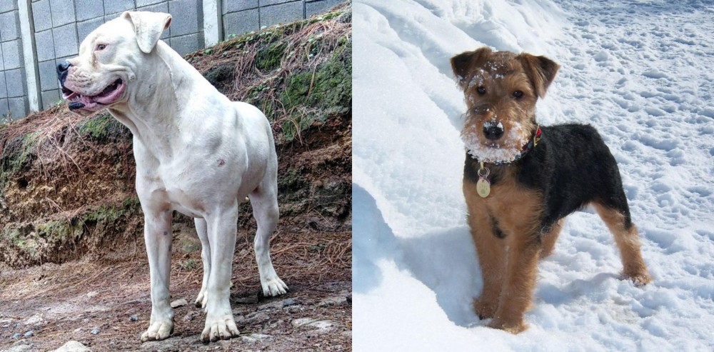 Welsh Terrier vs Dogo Guatemalteco - Breed Comparison