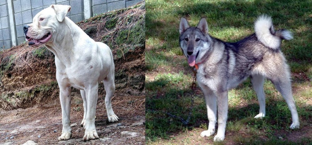 West Siberian Laika vs Dogo Guatemalteco - Breed Comparison