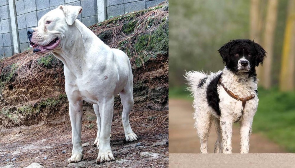 Wetterhoun vs Dogo Guatemalteco - Breed Comparison