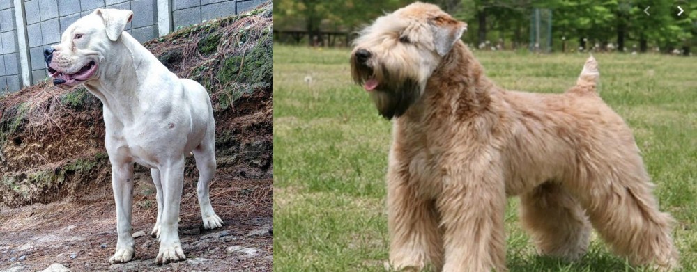 Wheaten Terrier vs Dogo Guatemalteco - Breed Comparison
