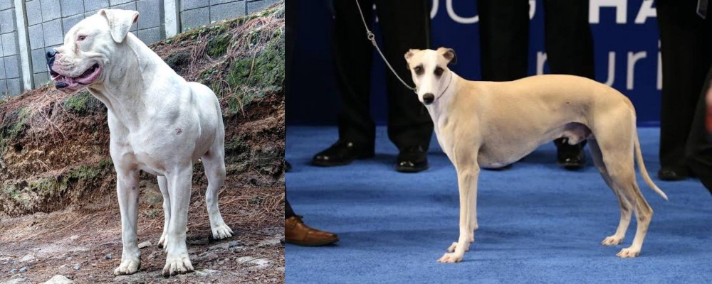 Whippet vs Dogo Guatemalteco - Breed Comparison