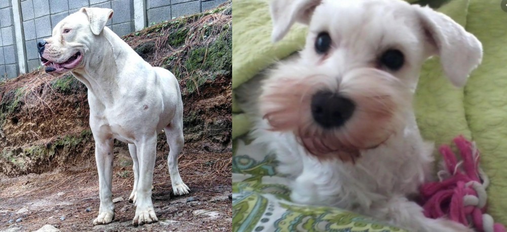 White Schnauzer vs Dogo Guatemalteco - Breed Comparison