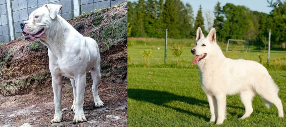 White Shepherd vs Dogo Guatemalteco - Breed Comparison