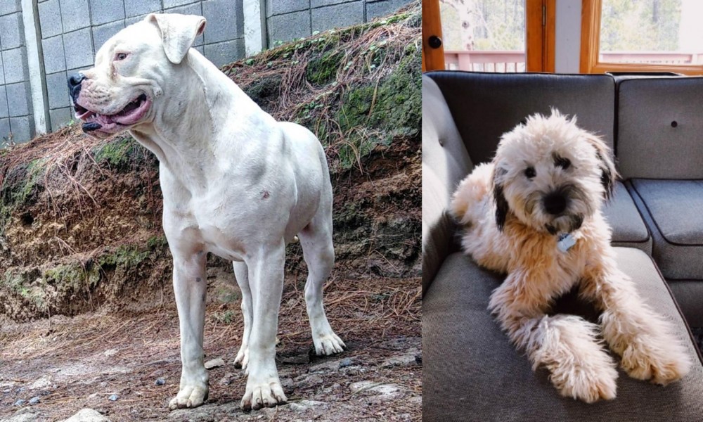 Whoodles vs Dogo Guatemalteco - Breed Comparison