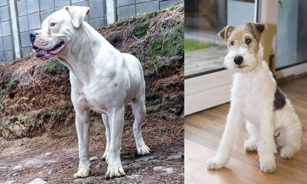 Wire Fox Terrier vs Dogo Guatemalteco - Breed Comparison