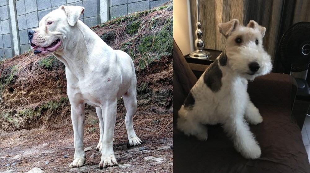 Wire Haired Fox Terrier vs Dogo Guatemalteco - Breed Comparison