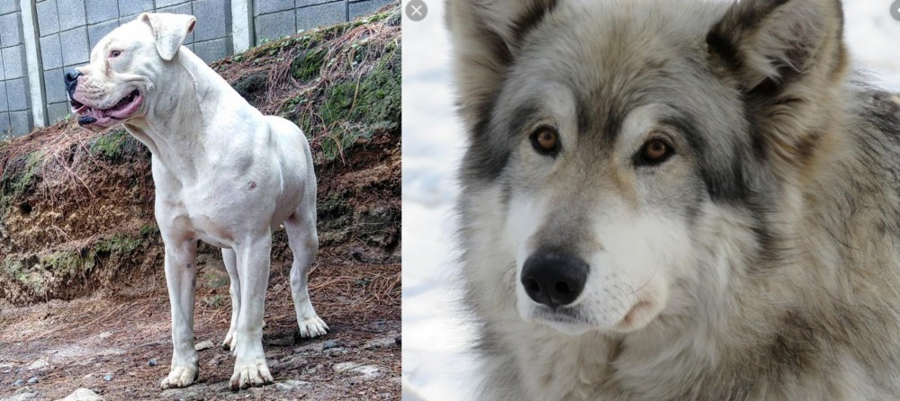 Wolfdog vs Dogo Guatemalteco - Breed Comparison