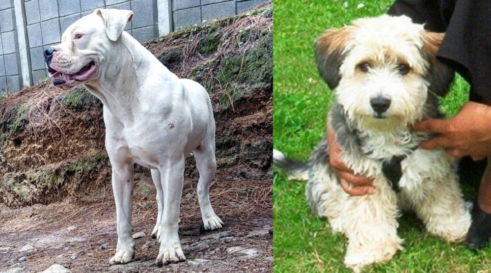 Yo-Chon vs Dogo Guatemalteco - Breed Comparison