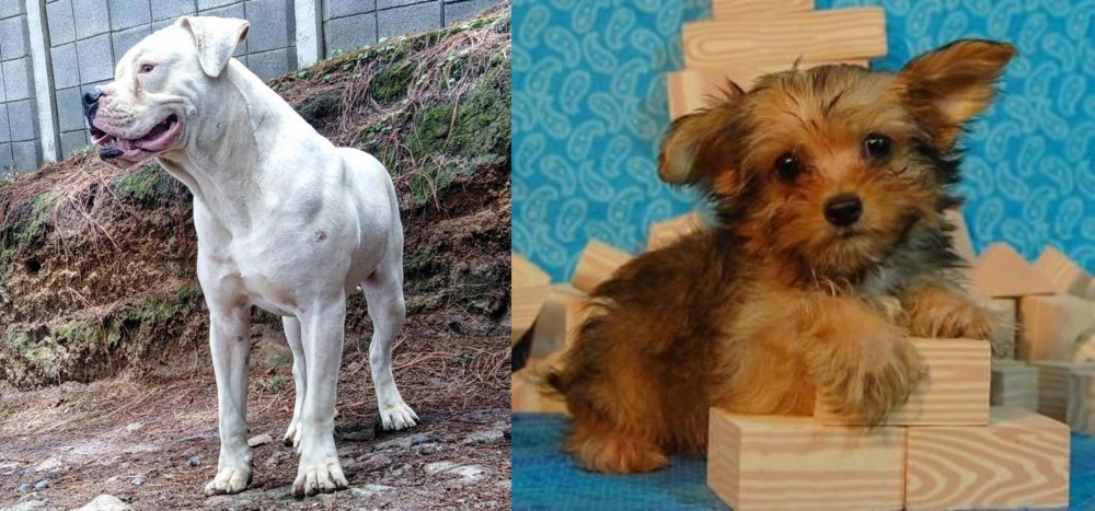 Yorkillon vs Dogo Guatemalteco - Breed Comparison