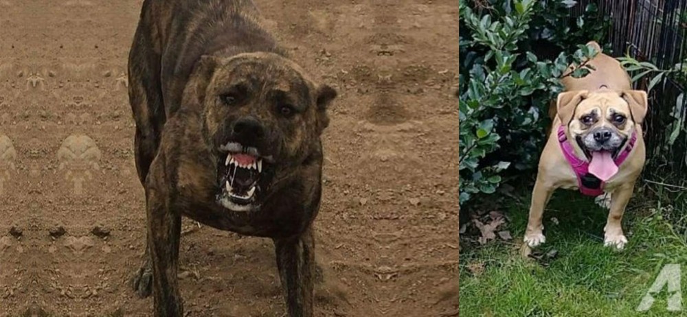 Beabull vs Dogo Sardesco - Breed Comparison