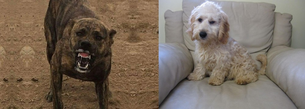 Cockachon vs Dogo Sardesco - Breed Comparison