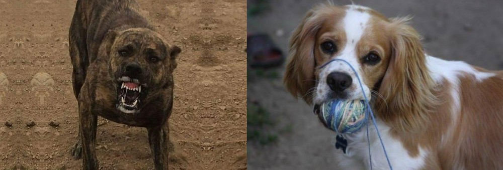 Cockalier vs Dogo Sardesco - Breed Comparison