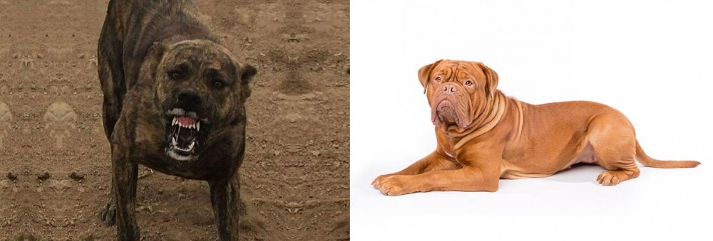 Dogue De Bordeaux vs Dogo Sardesco - Breed Comparison