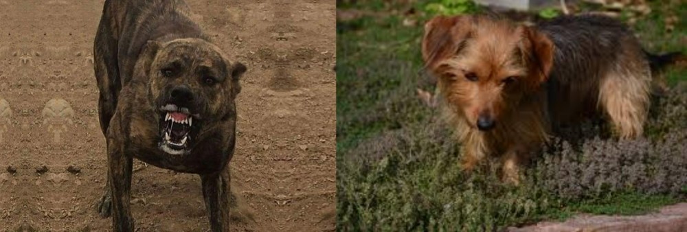 Dorkie vs Dogo Sardesco - Breed Comparison