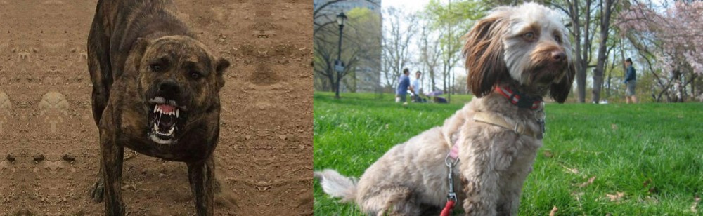 Doxiepoo vs Dogo Sardesco - Breed Comparison