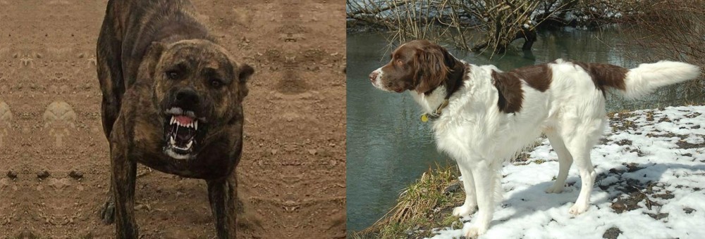 Drentse Patrijshond vs Dogo Sardesco - Breed Comparison