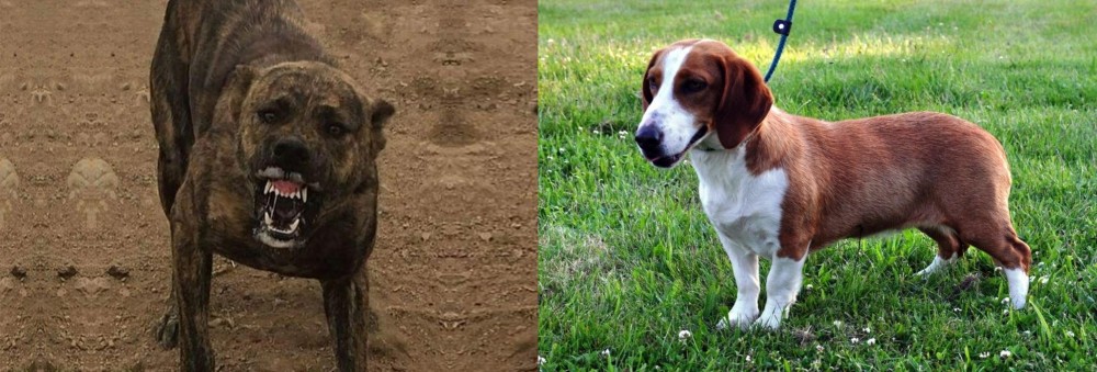 Drever vs Dogo Sardesco - Breed Comparison