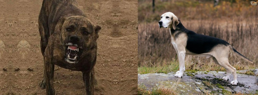 Dunker vs Dogo Sardesco - Breed Comparison