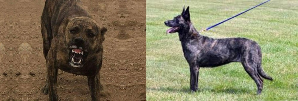 Dutch Shepherd vs Dogo Sardesco - Breed Comparison