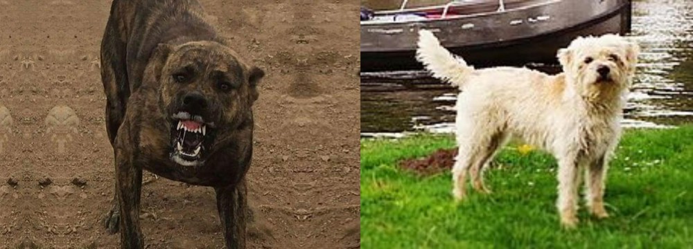 Dutch Smoushond vs Dogo Sardesco - Breed Comparison