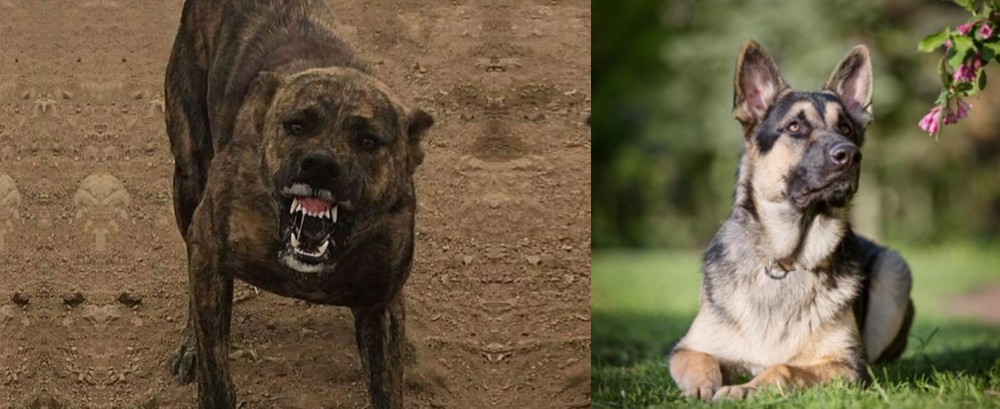 East European Shepherd vs Dogo Sardesco - Breed Comparison