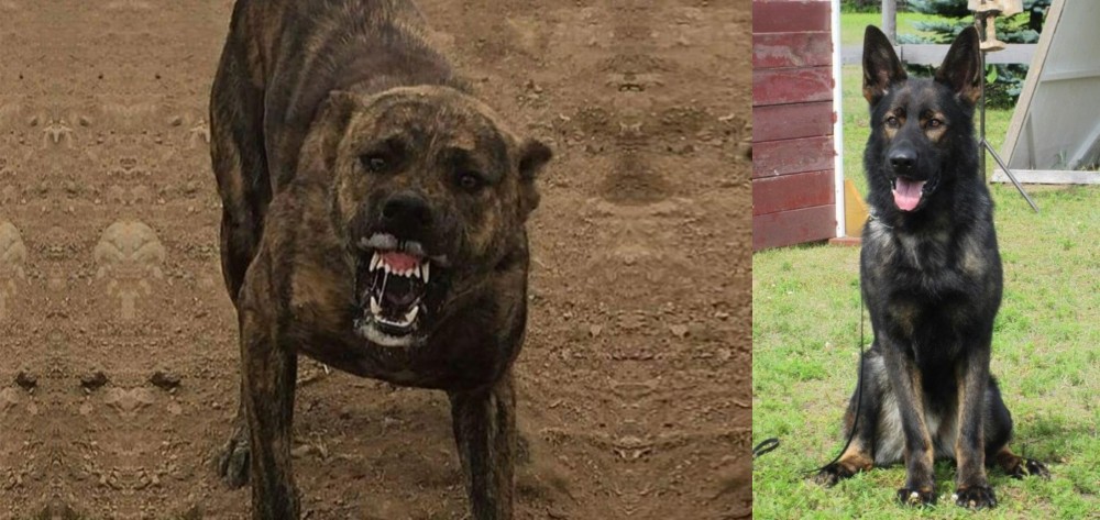 East German Shepherd vs Dogo Sardesco - Breed Comparison