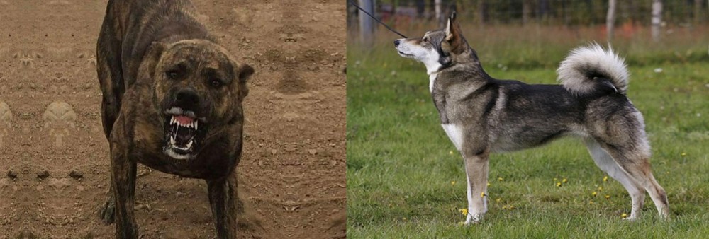 East Siberian Laika vs Dogo Sardesco - Breed Comparison
