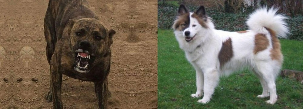 Elo vs Dogo Sardesco - Breed Comparison