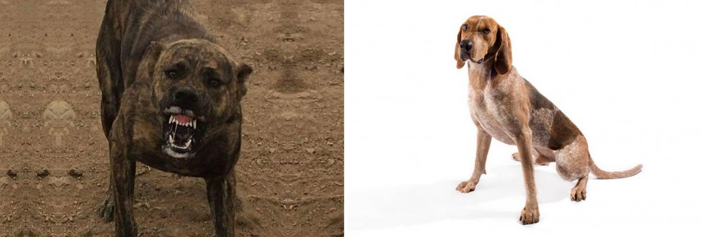 English Coonhound vs Dogo Sardesco - Breed Comparison