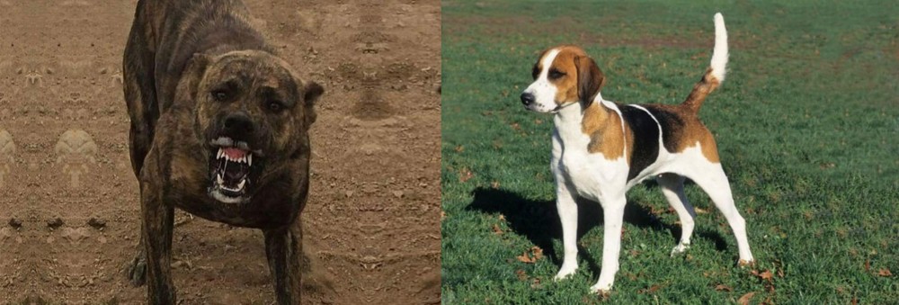 English Foxhound vs Dogo Sardesco - Breed Comparison