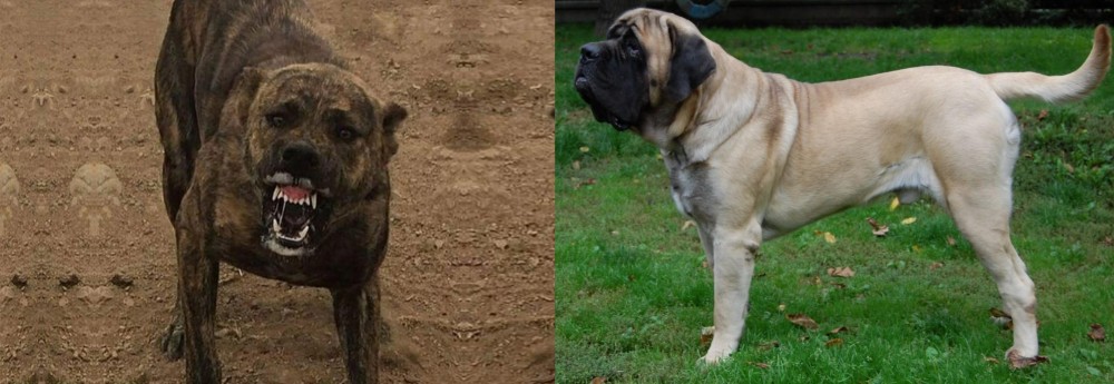 English Mastiff vs Dogo Sardesco - Breed Comparison
