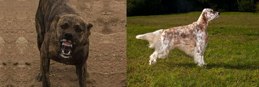 English Setter vs Dogo Sardesco - Breed Comparison